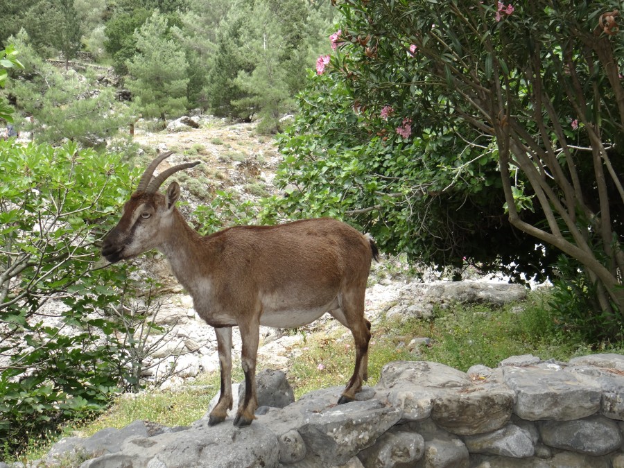 A wild mountain goat