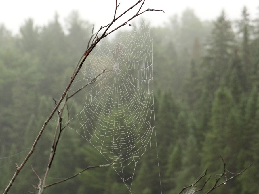 Spider Web