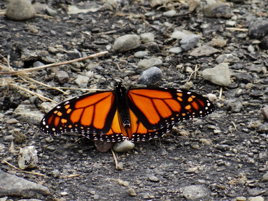 Monarch Butterfly