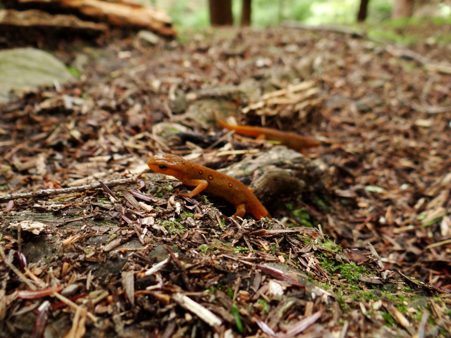 Red-Spotted Newt aka. Red Eft