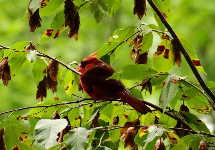 Maybe a Northern Cardinal