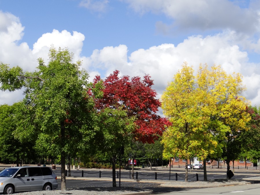 Autumn Colors