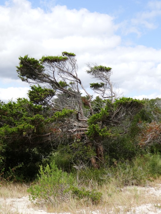 Tree and Shrubbery