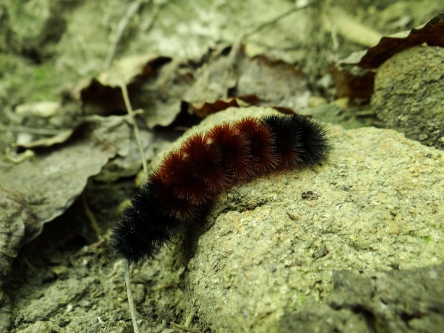 Caterpillar