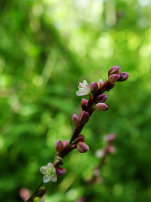 Blossoms