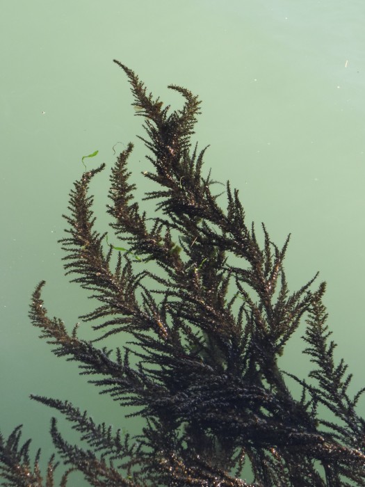 Sea Weed