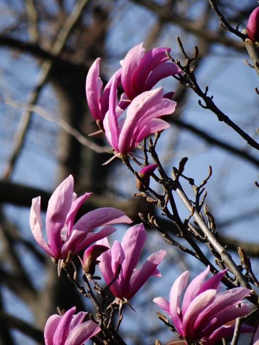 Spring on Torcello