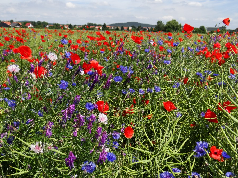 Field Flowers (Harz)