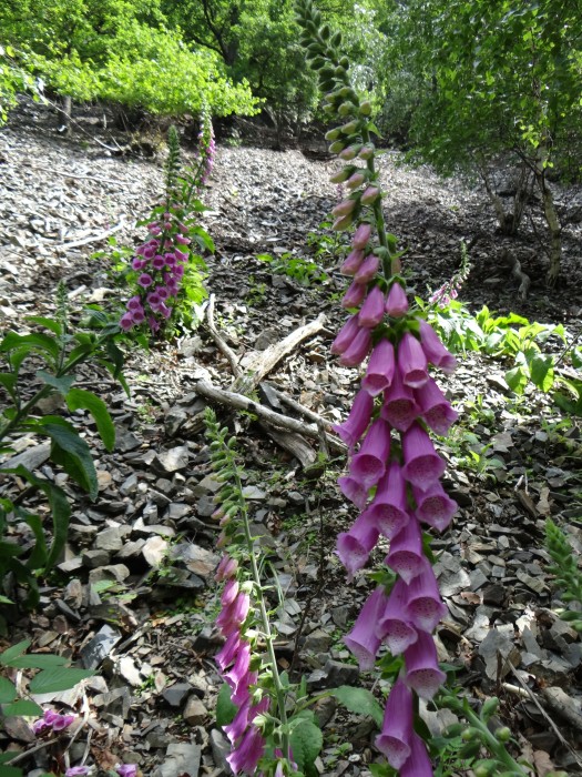 Foxglove (Harz)