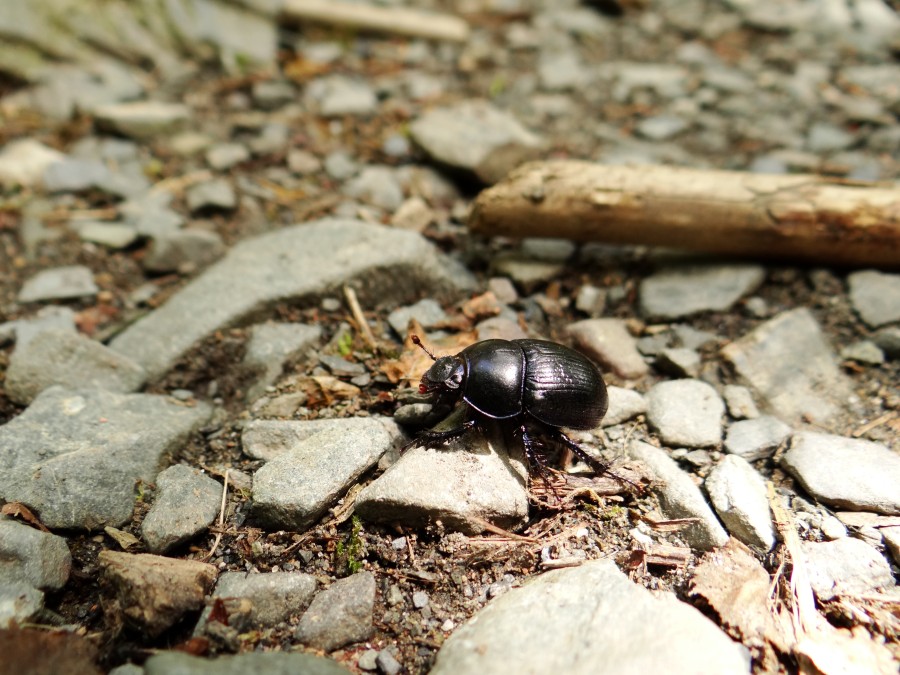 Dung Beetle (Harz)