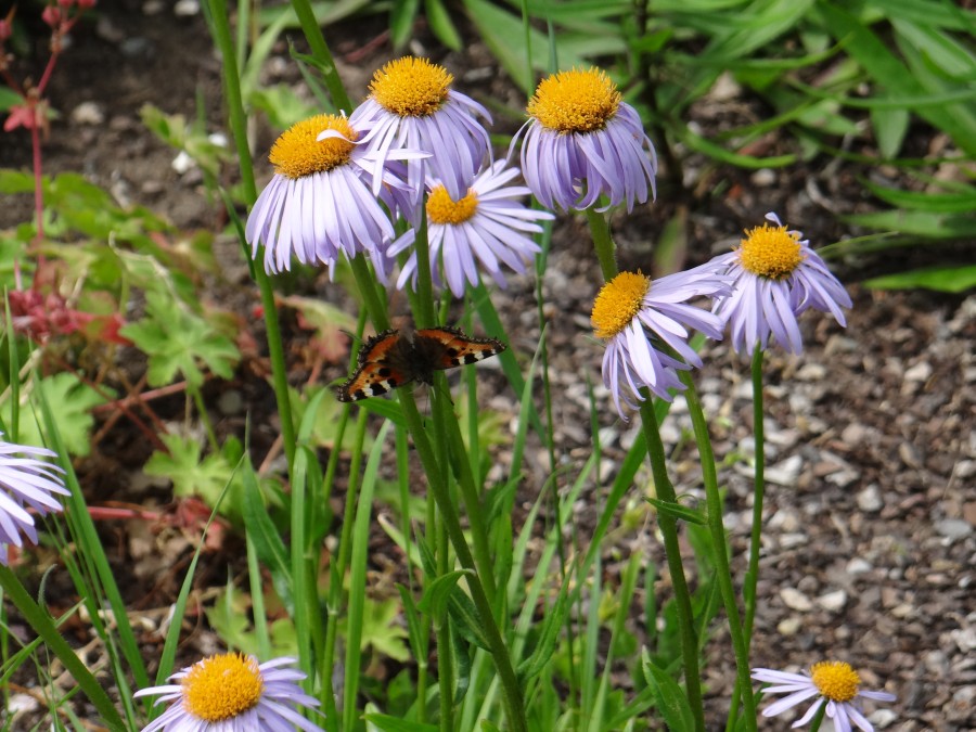 Butterfly (Harz)