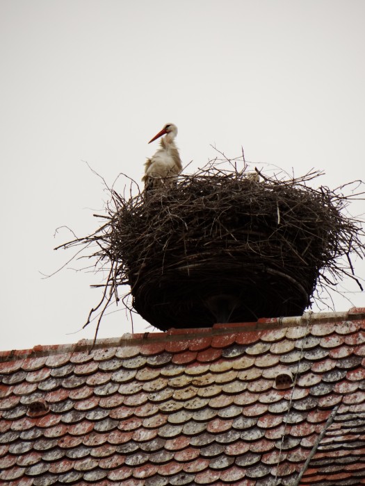 Stork