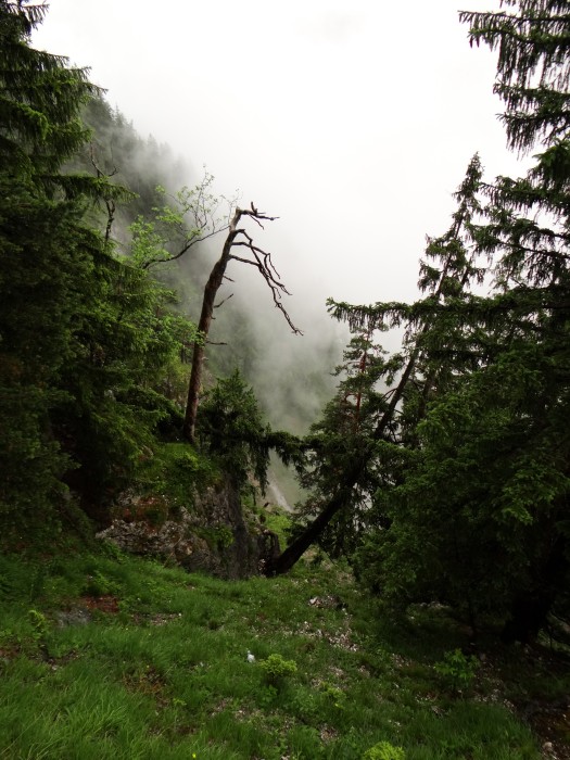 Foggy Mountains