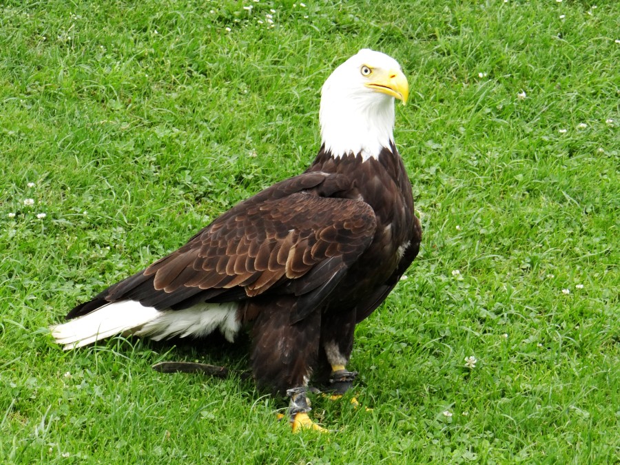 Eagle