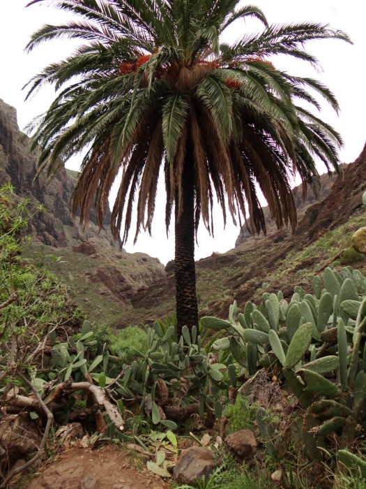 Palm Tree at Masca Valley