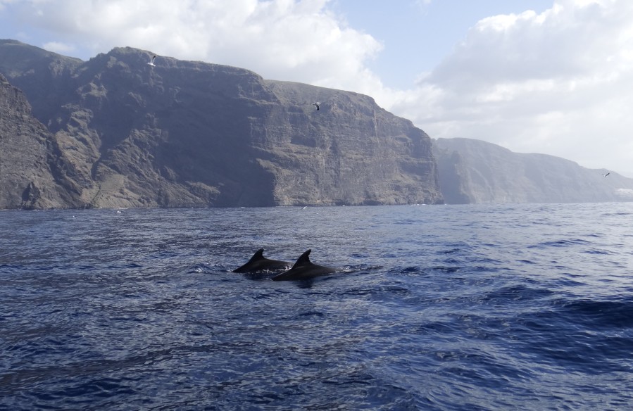 Dolphins at Los Gigantes