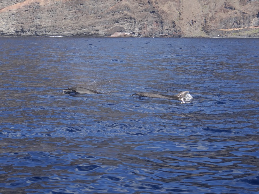 Dolphins at Los Gigantes