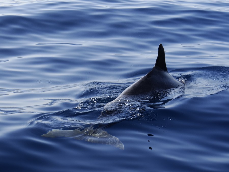 Dolphin at Los Gigantes