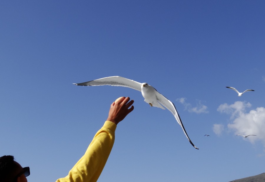 Feeding the Seagulls