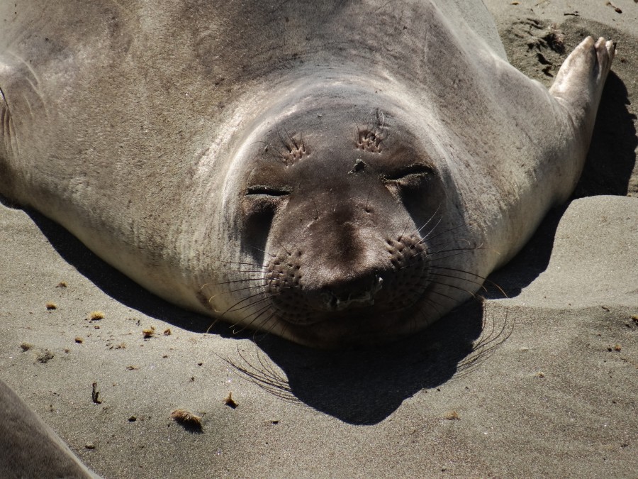 Sea Elephant