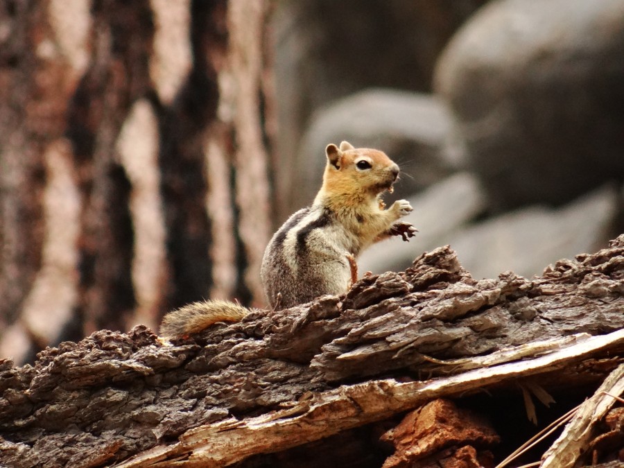 Chipmunk