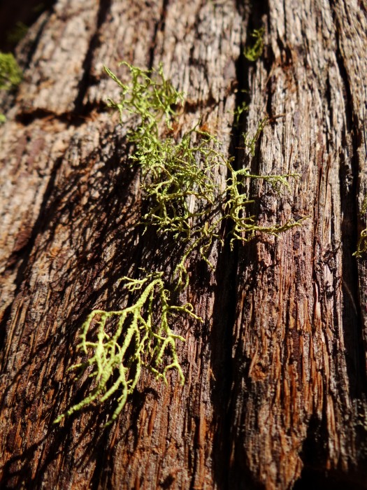 Moss on Giant Sequoia