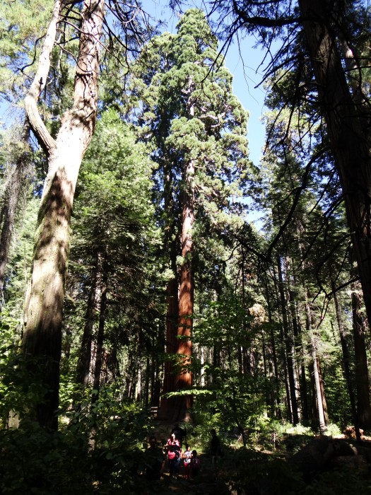 Giant Sequoia