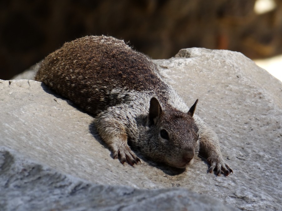 Flat Squirrel is Flat