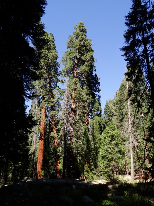 Sequoia National Park