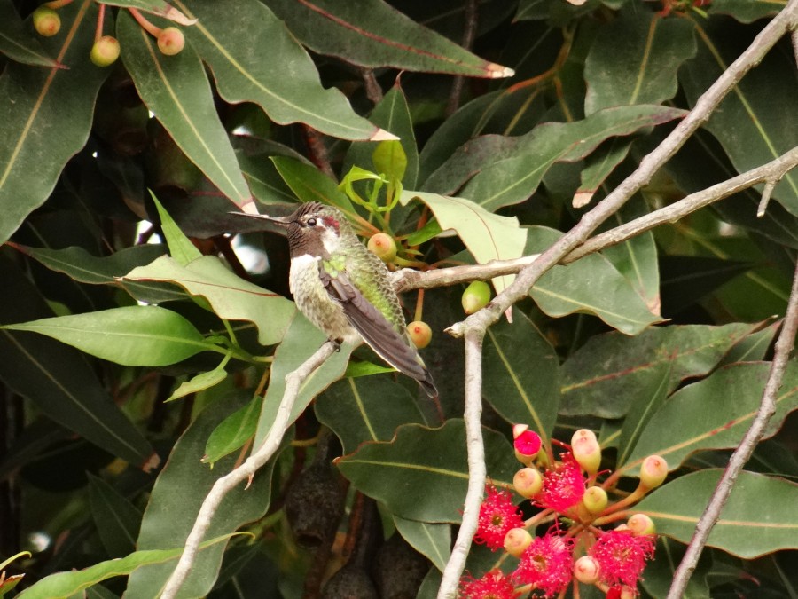 Hummingbird