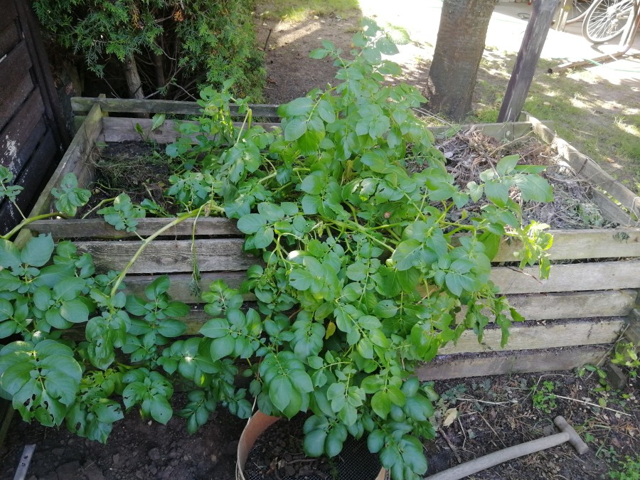 The old compost bins